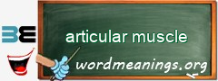 WordMeaning blackboard for articular muscle